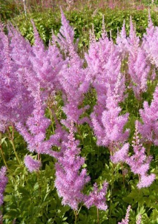 ASTILBE  Arendsii Hyazinth